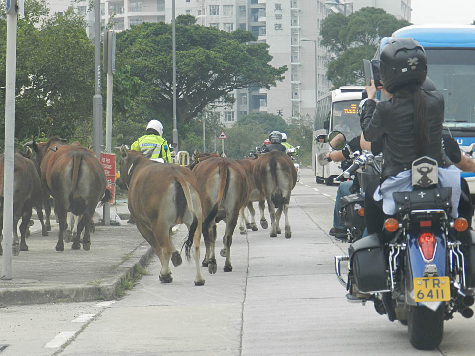 2016 Charity Tour on Lantau Island
