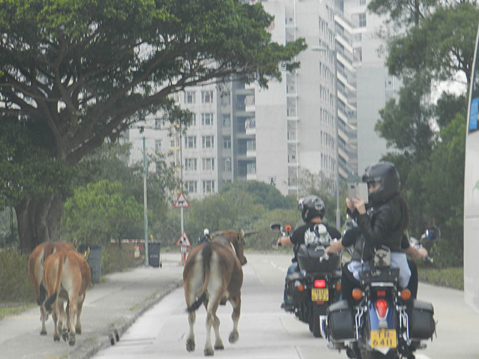 2016 Charity Tour on Lantau Island